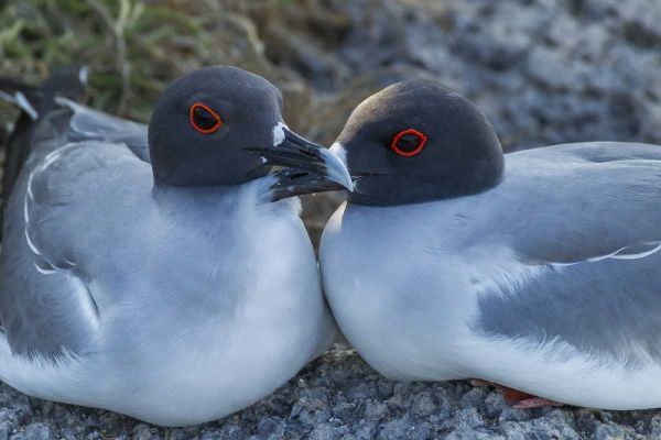 Ecuador, Galapagos NP Swallow-tailed gull pair